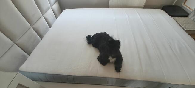 Pranie kanap tapicerki dywanów