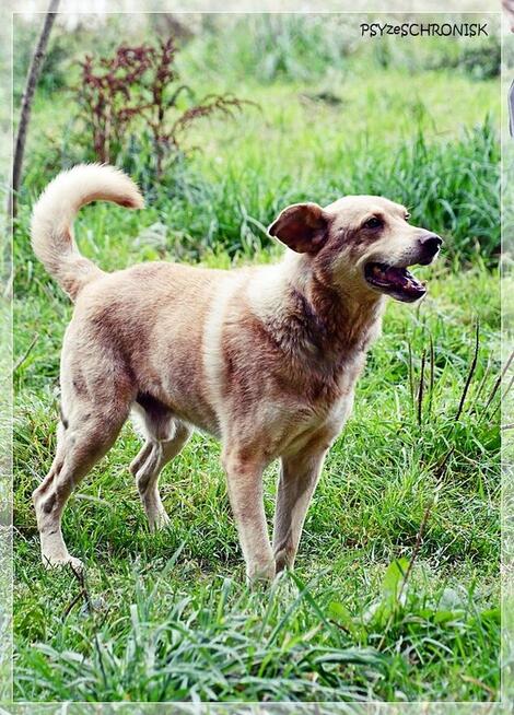 Aure – starszy pies ze smutną historią - daj szansę