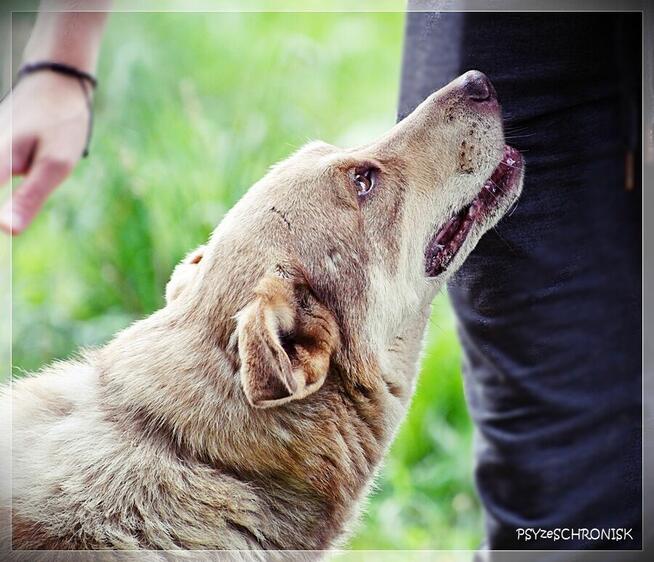 Aure – starszy pies ze smutną historią - daj szansę