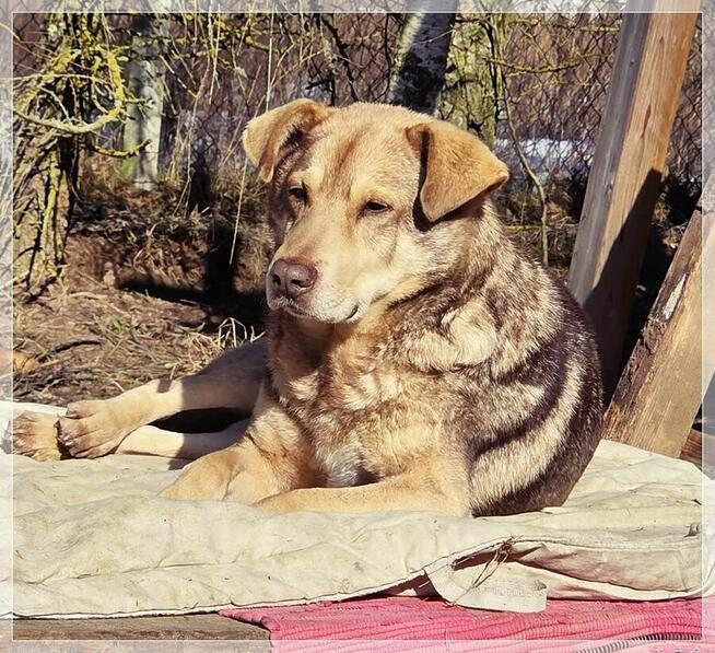 Aure – starszy pies ze smutną historią - daj szansę