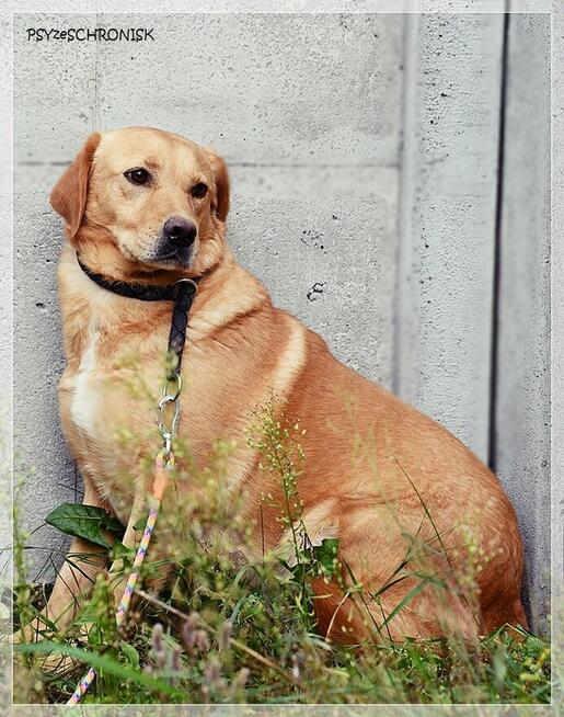 Diana – człowiek stłamsił w niej życie –czy dasz jej miłość?