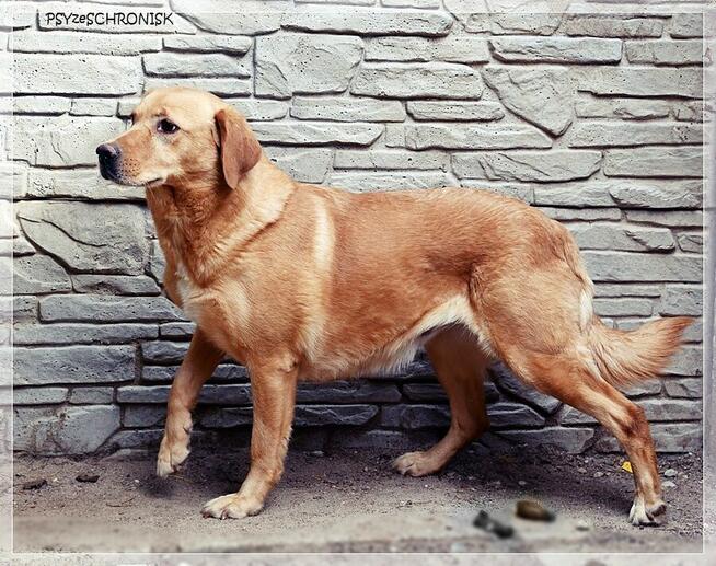 Diana – człowiek stłamsił w niej życie –czy dasz jej miłość?