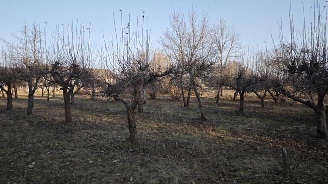 Zlecę wykarczowanie drzew