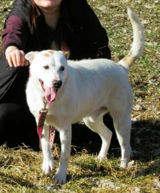 BIAŁASEK - kochany przytulaśny psiak szuka domu