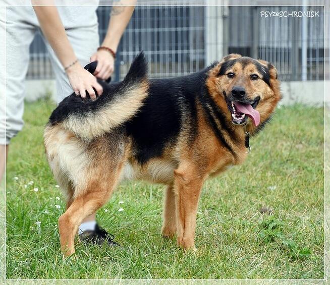 Clark – piękny, uśmiechnięty prawie owczarek – kocha ludzi