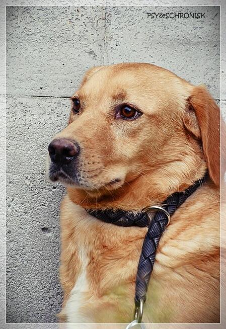 Diana – człowiek stłamsił w niej życie –czy dasz jej miłość?