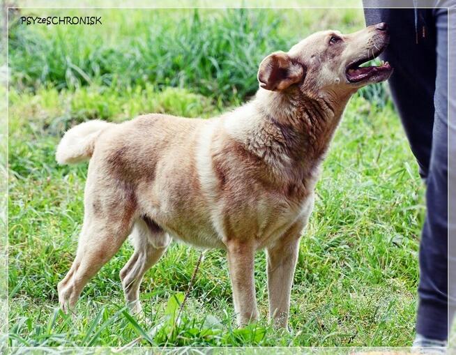 Aure – starszy pies ze smutną historią - daj szansę