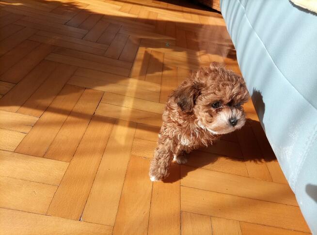 Przepiękne shihpoo F1 (mama tata shih poo )