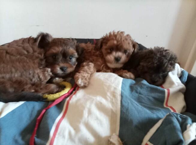 Przepiękne shihpoo F1 (mama tata shih poo )