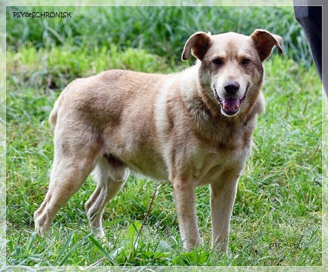 Aure – starszy pies ze smutną historią - daj szansę