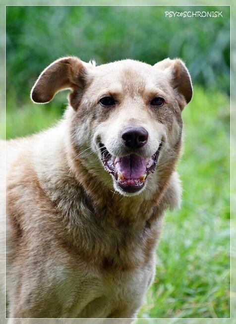 Aure – starszy pies ze smutną historią - daj szansę