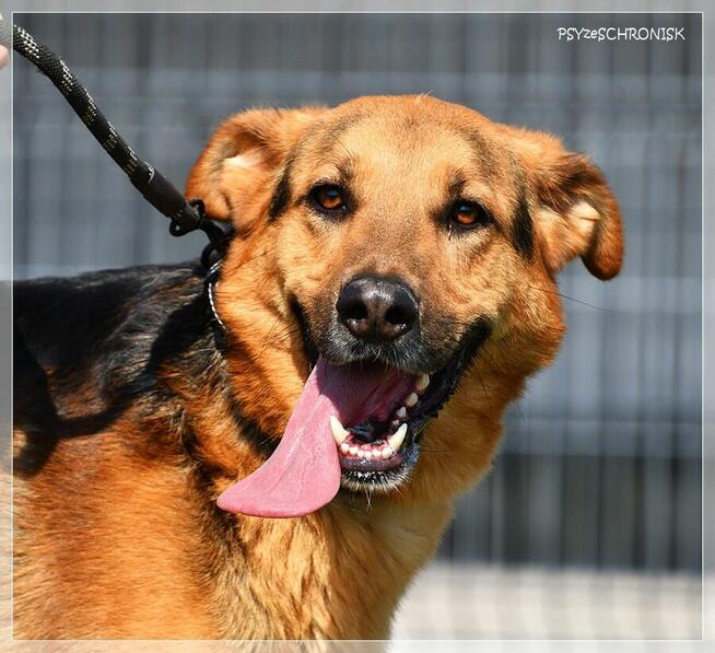 Bandi – cudowny, współpracujący prawie-owczarek. Widzisz go?
