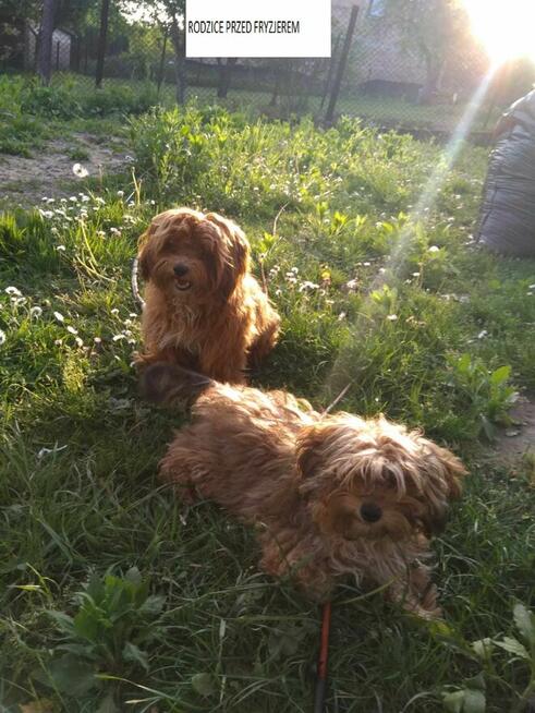 Przepiękne shihpoo F1 (mama tata shih poo )