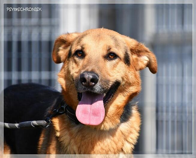 Bandi – cudowny, współpracujący prawie-owczarek. Widzisz go?