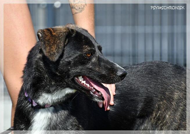 Ines – młoda, piękna sunia o kreatywnym charakterze