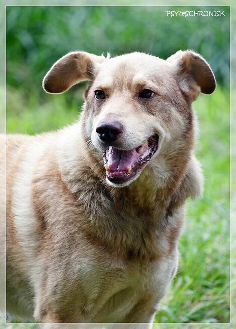 Aure – starszy pies ze smutną historią - daj szansę