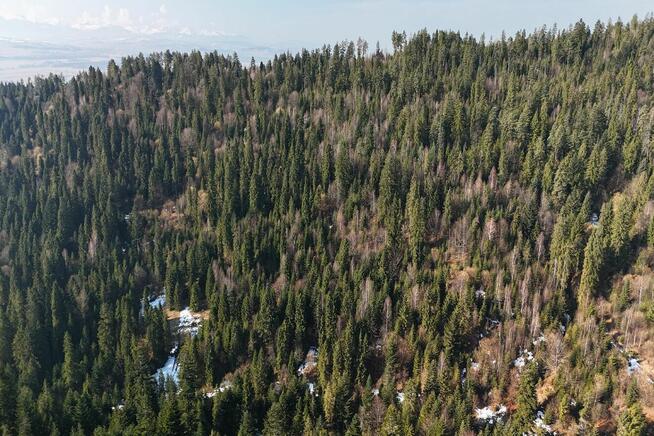 Ostrowsko – własny kawałek lasu, 4209 m²