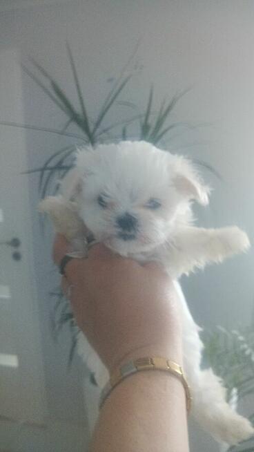 Maltańczyk piesek od 31,05,2026