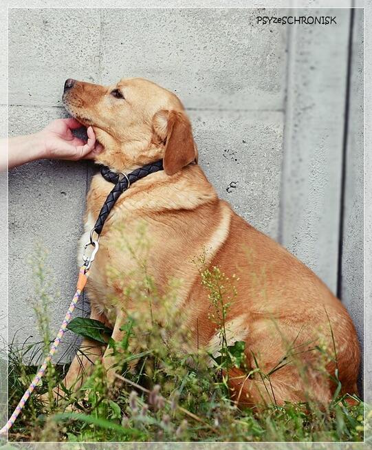 Diana – człowiek stłamsił w niej życie –czy dasz jej miłość?