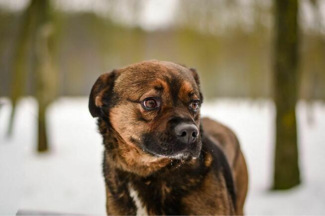 Luna-stabilny i spokojny dom potrzebny dla suczki