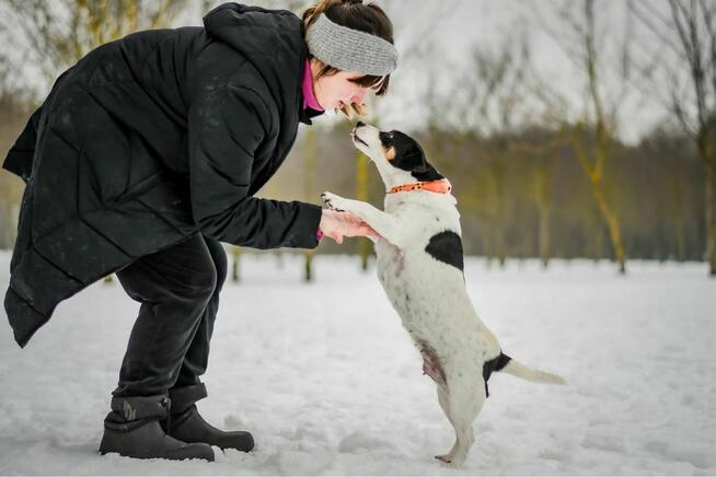 Furia-suczka w typie JRT czeka na dom znający specyfikę rasy
