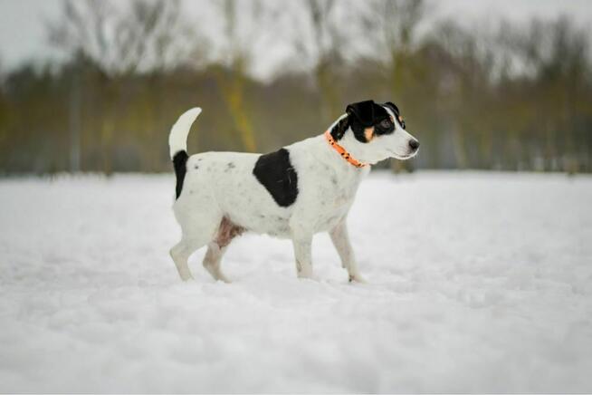 Furia-suczka w typie JRT czeka na dom znający specyfikę rasy