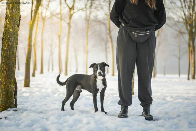 Hektor-czarno biały pies czeka na swiadomy dom