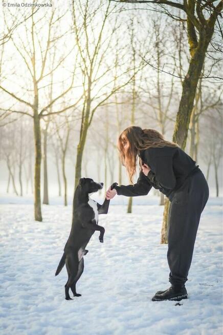 Hektor-czarno biały pies czeka na swiadomy dom