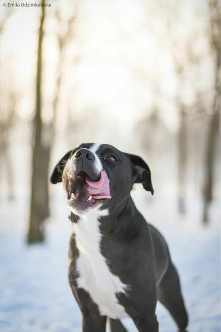 Hektor-czarno biały pies czeka na swiadomy dom