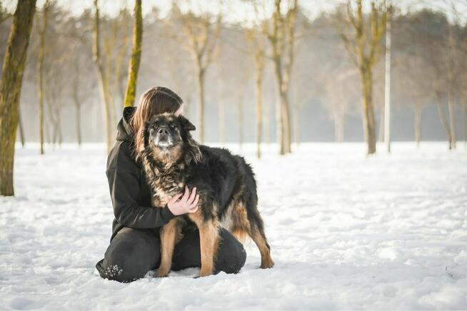 Clyde- starszy cudowny psiak do pilnej adopcji