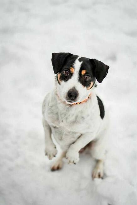 Furia-suczka w typie JRT czeka na dom znający specyfikę rasy