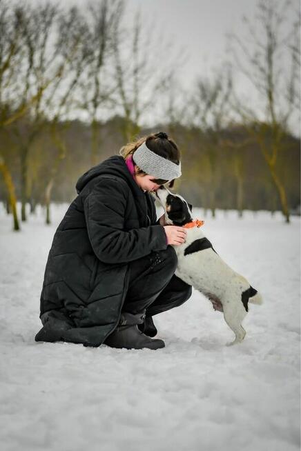 Furia-suczka w typie JRT czeka na dom znający specyfikę rasy