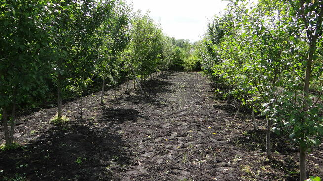 Działka ROD 448m2 Piła ul Różyckiego