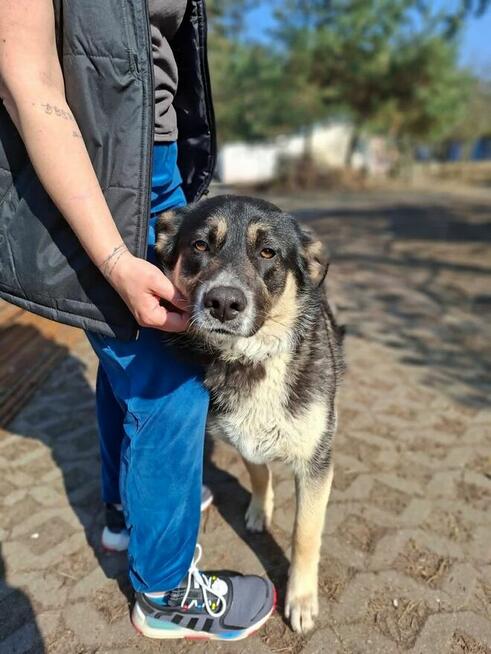 Sinbad-młody średniej wielkości pies do adopcji