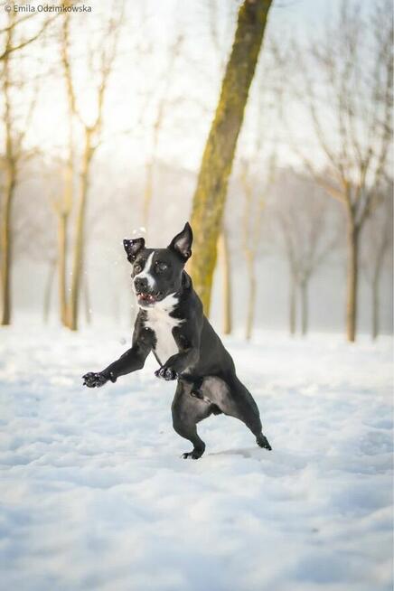 Hektor-czarno biały pies czeka na swiadomy dom