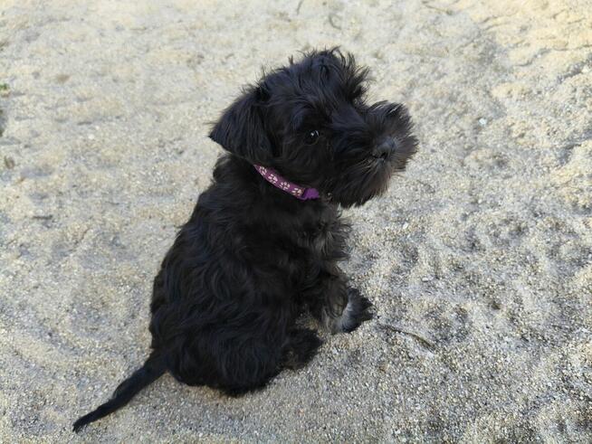 Sznaucer miniaturowy FCI pieski