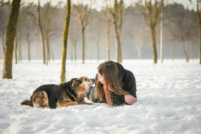 Filon- starszy delikatny psiak czeka na dom