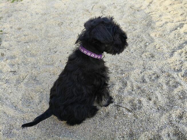 Sznaucer miniaturowy FCI pieski