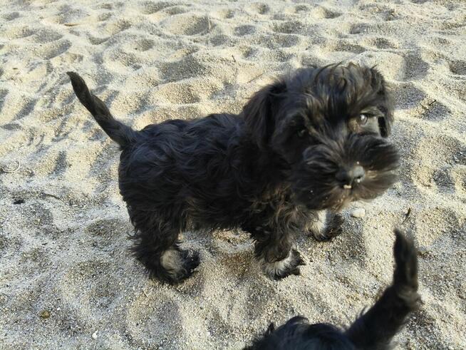 Sznaucer miniaturowy FCI pieski