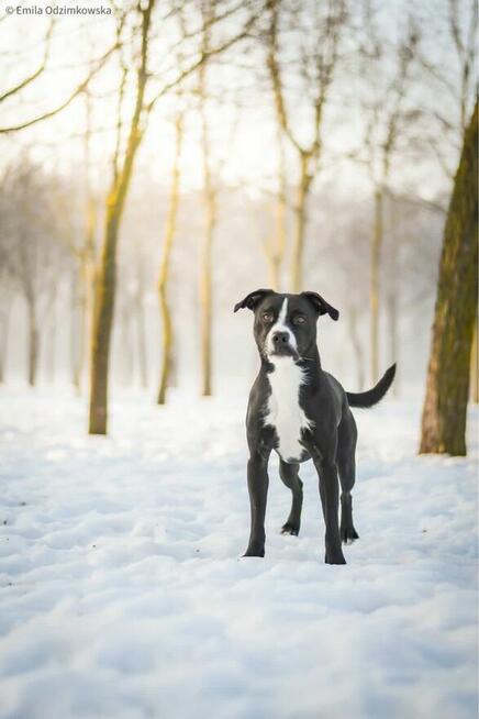 Hektor-czarno biały pies czeka na swiadomy dom