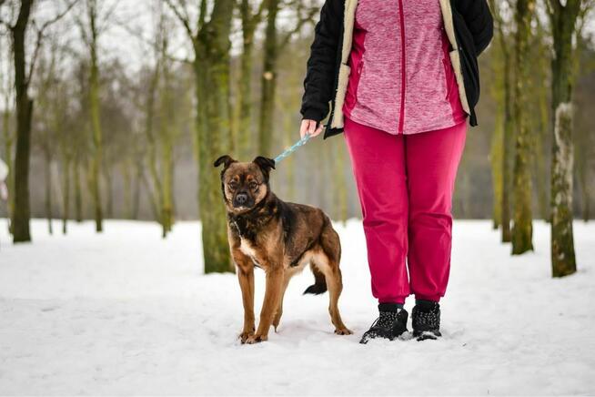 Luna-stabilny i spokojny dom potrzebny dla suczki