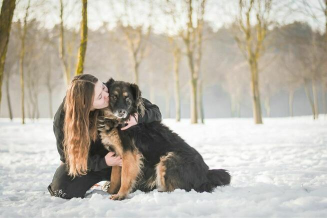 Clyde- starszy cudowny psiak do pilnej adopcji