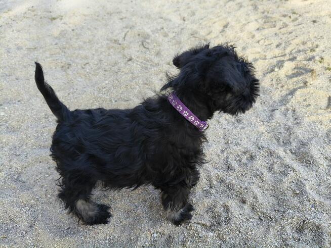 Sznaucer miniaturowy FCI pieski