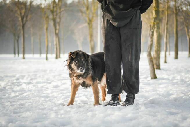 Clyde- starszy cudowny psiak do pilnej adopcji