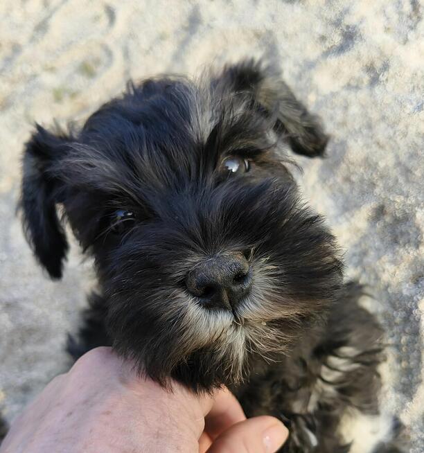 Sznaucer miniaturowy FCI pieski