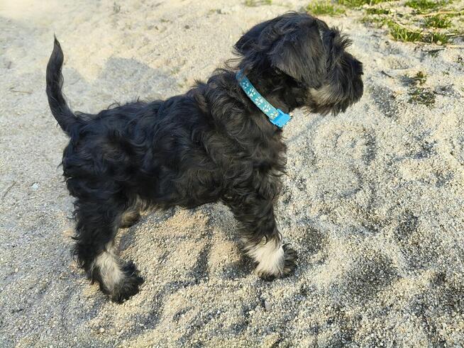 Sznaucer miniaturowy FCI pieski