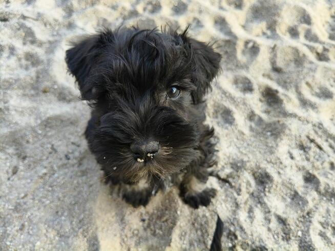 Sznaucer miniaturowy FCI pieski