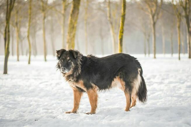 Clyde- starszy cudowny psiak do pilnej adopcji