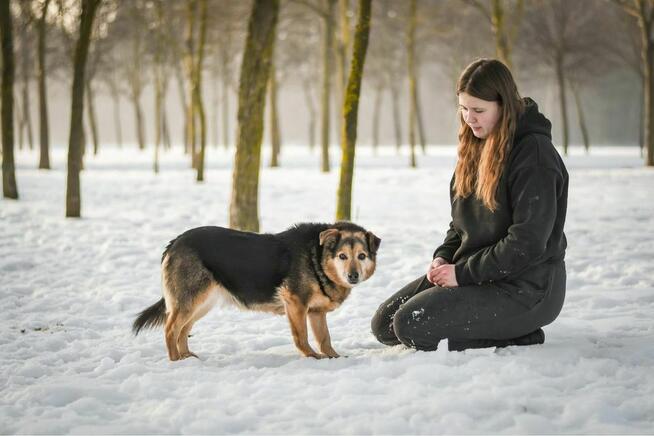 Filon- starszy delikatny psiak czeka na dom