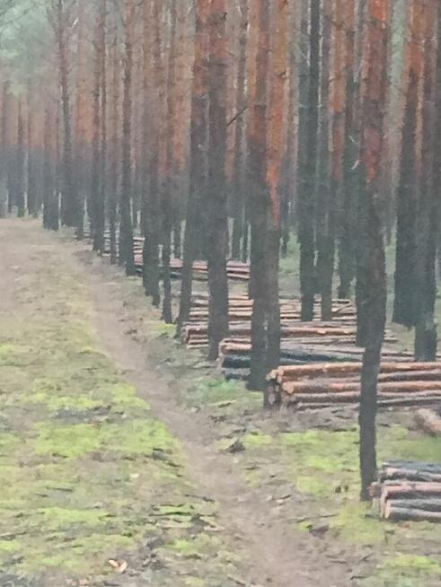 Praca w lesie szuka pilarza